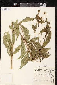 Rudbeckia laciniata var. laciniata image
