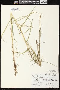 Tragopogon pratensis image