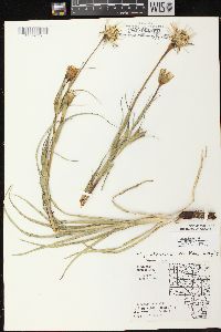 Tragopogon pratensis image