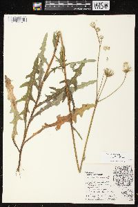 Sonchus arvensis image