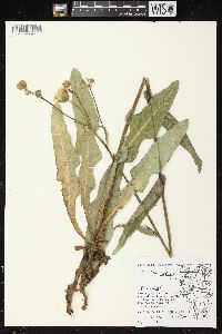 Sonchus arvensis var. glabrescens image