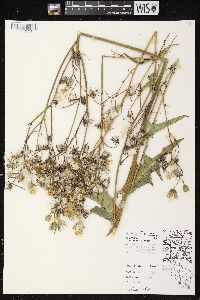 Sonchus arvensis image