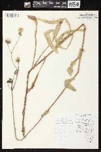 Sonchus arvensis image