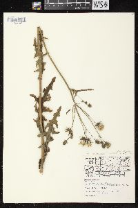 Sonchus arvensis image