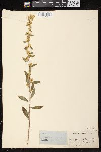 Solidago hispida var. hispida image