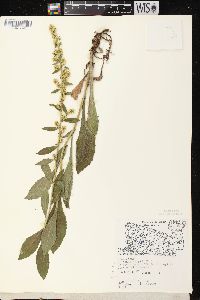 Solidago hispida image