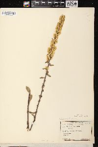 Solidago hispida var. hispida image