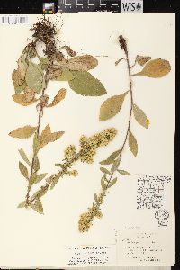 Solidago hispida image