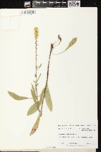 Solidago hispida image