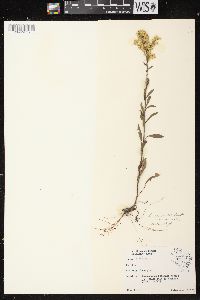 Solidago nemoralis subsp. nemoralis image