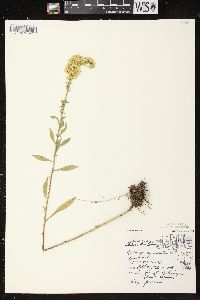 Solidago nemoralis subsp. nemoralis image