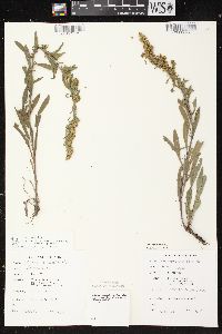 Solidago nemoralis subsp. nemoralis image