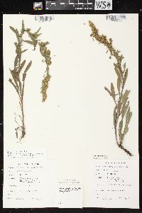 Solidago nemoralis subsp. nemoralis image