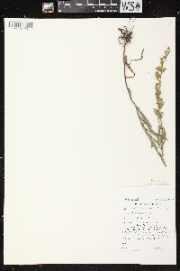 Solidago nemoralis subsp. nemoralis image