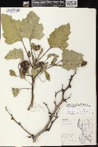 Xanthium strumarium var. glabratum image