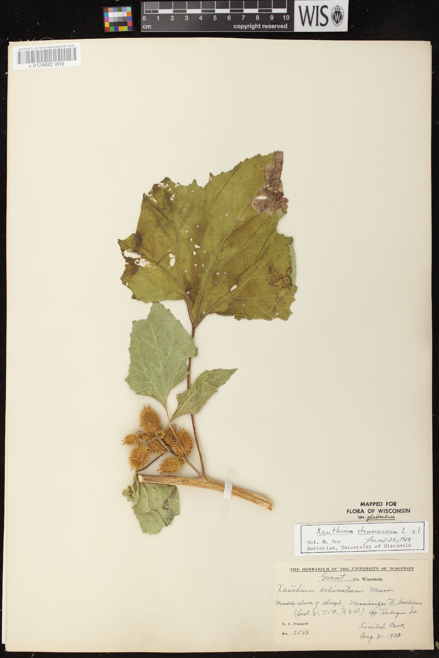 Xanthium strumarium var. glabratum image