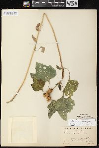 Xanthium strumarium var. glabratum image