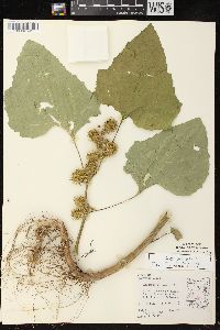 Xanthium strumarium var. glabratum image