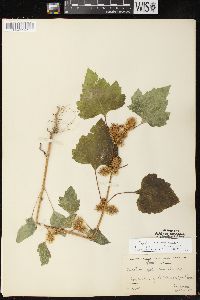 Xanthium strumarium var. glabratum image