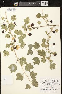 Ribes missouriense image