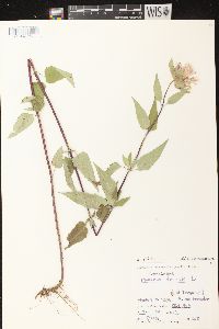 Monarda fistulosa subsp. fistulosa image