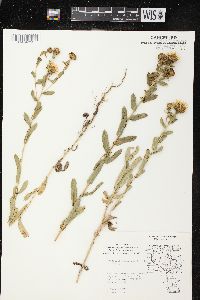 Grindelia squarrosa image