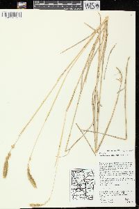 Muhlenbergia glomerata image