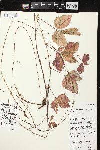 Rubus pubescens image