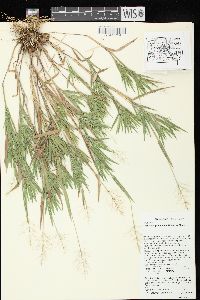 Dichanthelium ovale subsp. praecocius image