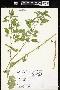 Physalis longifolia image