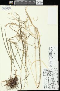 Bromus pubescens image