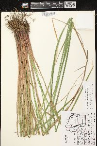 Carex vesicaria image