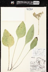 Arnoglossum plantagineum image