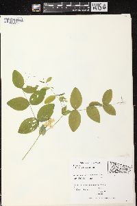 Lathyrus ochroleucus image