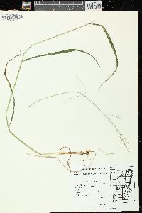 Festuca subverticillata image