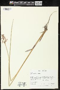 Juncus militaris image