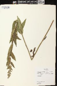 Stachys palustris image