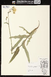 Sonchus arvensis image