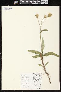 Sonchus arvensis image