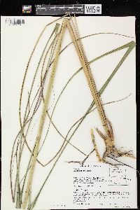 Spartina pectinata image