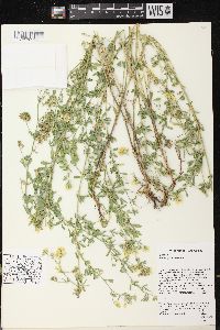 Medicago sativa subsp. sativa image