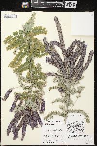 Amorpha canescens image