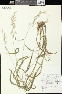 Cinna arundinacea image