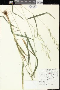 Cinna latifolia image