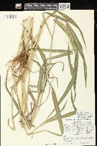 Setaria faberi image