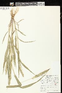 Setaria faberi image