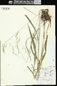 Bromus pubescens image