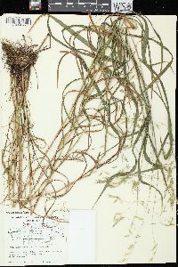 Bromus latiglumis image