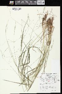 Festuca subverticillata image