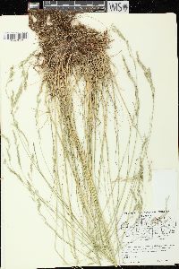 Festuca rubra image